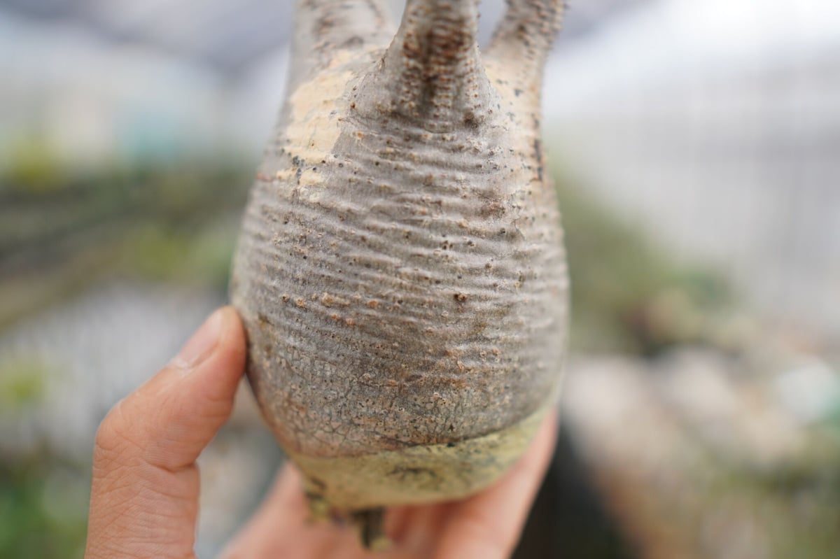 パキポディウム・品種不明(抜き苗) パキポディウム・品種不明(抜き苗)