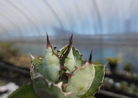agave titanota ブラック＆ブルー　No.3