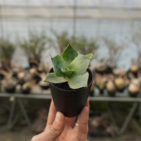 アガベトレードウィンズ　暗斑 アガベ・トレードウィンズの1年後！≪agave Potatorum