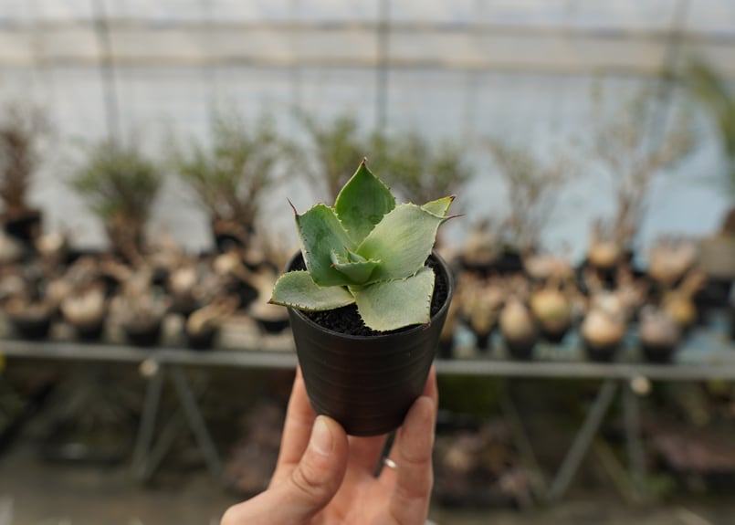 アガベ ポタトラム トレードウィンズ Agave potatorum