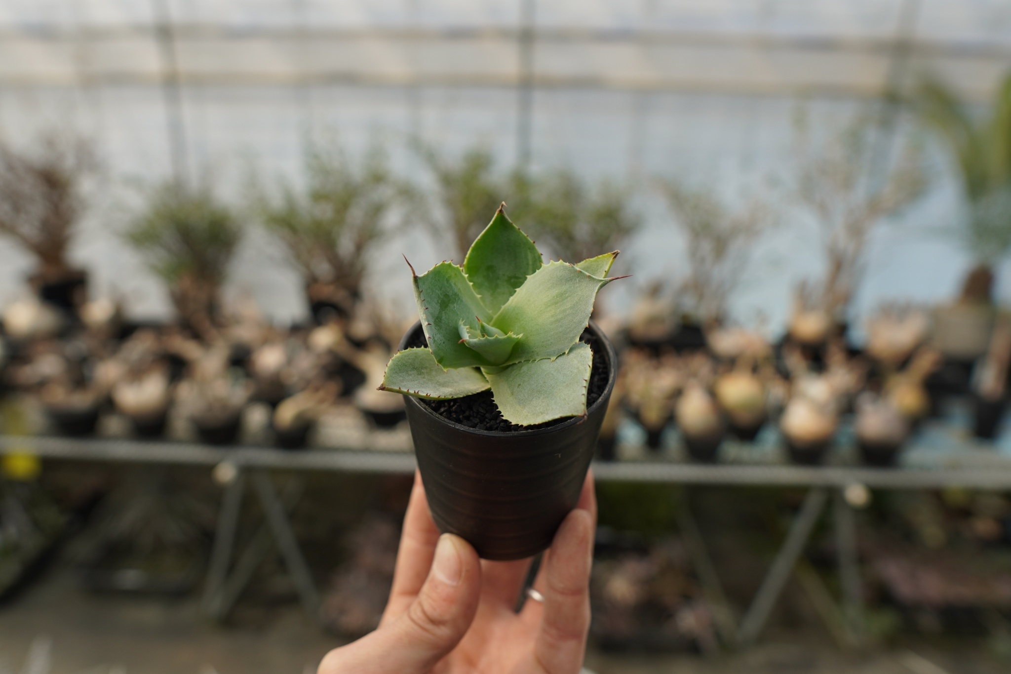アガベ ポタトラム トレードウィンズ Agave potatorum Tradewinds N