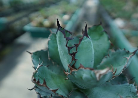 アガベ　チタノタ　 ブラックアンドブルー 　Agave titanota black and blue　No.5