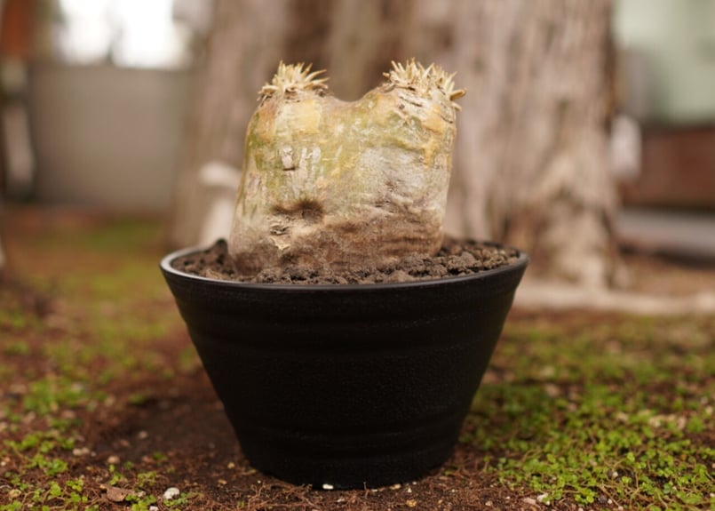 パキポディウム エブレネウム Pachypodium eburneum | mana's fa