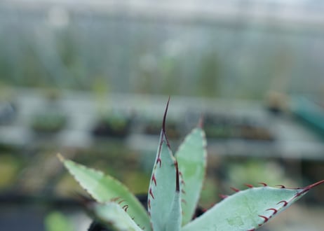 アガベ　屈原の舞扇 Agave 'Kutsugen no Maiougi'   No.1