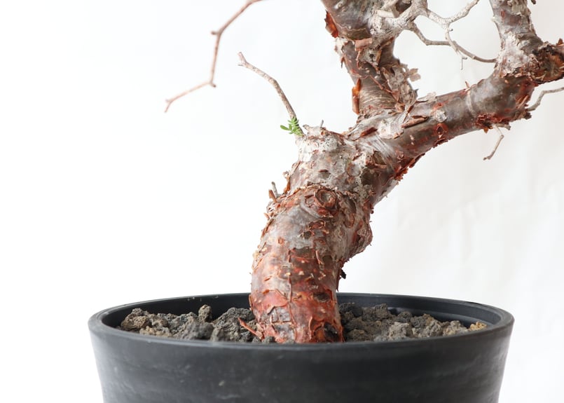 特大 大株 灌木系 塊根植物コミフォラ モンストローサ 特大 大株 灌木系 塊根植物コミフォラ モンストローサ - メルカリ