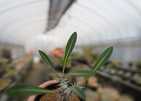パキポディウム　デンシフローラム　Pachypodium densiflorum