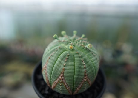ユーフォルビア　オベサ　Euphorbia obesa