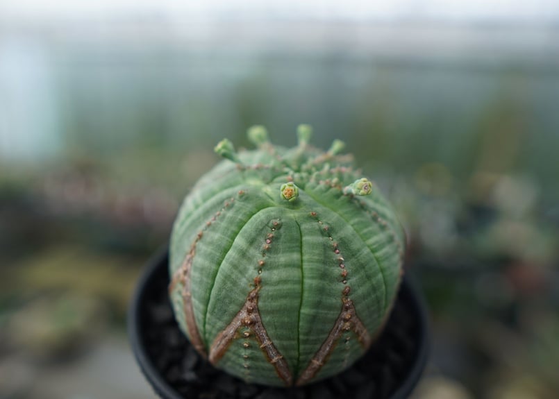 ユーフォルビア オベサ Euphorbia obesa | mana's farm:塊根植物・