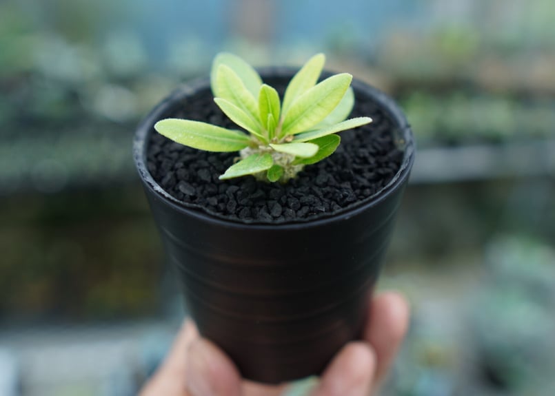 パキポディウム 恵比寿笑い Pachypodium brevicaule ㉕ 観葉植物 パキポディウム 恵比寿笑い Pachypodium brevicaule ⑤