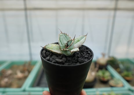 アガベ　チタノタ　ライオンズメーン　Agave titanota Lion's Mane