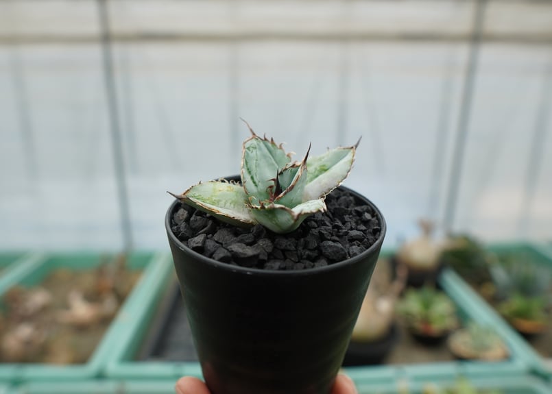 アガベ チタノタ ライオンズメーン Agave titanota Lion's Mane