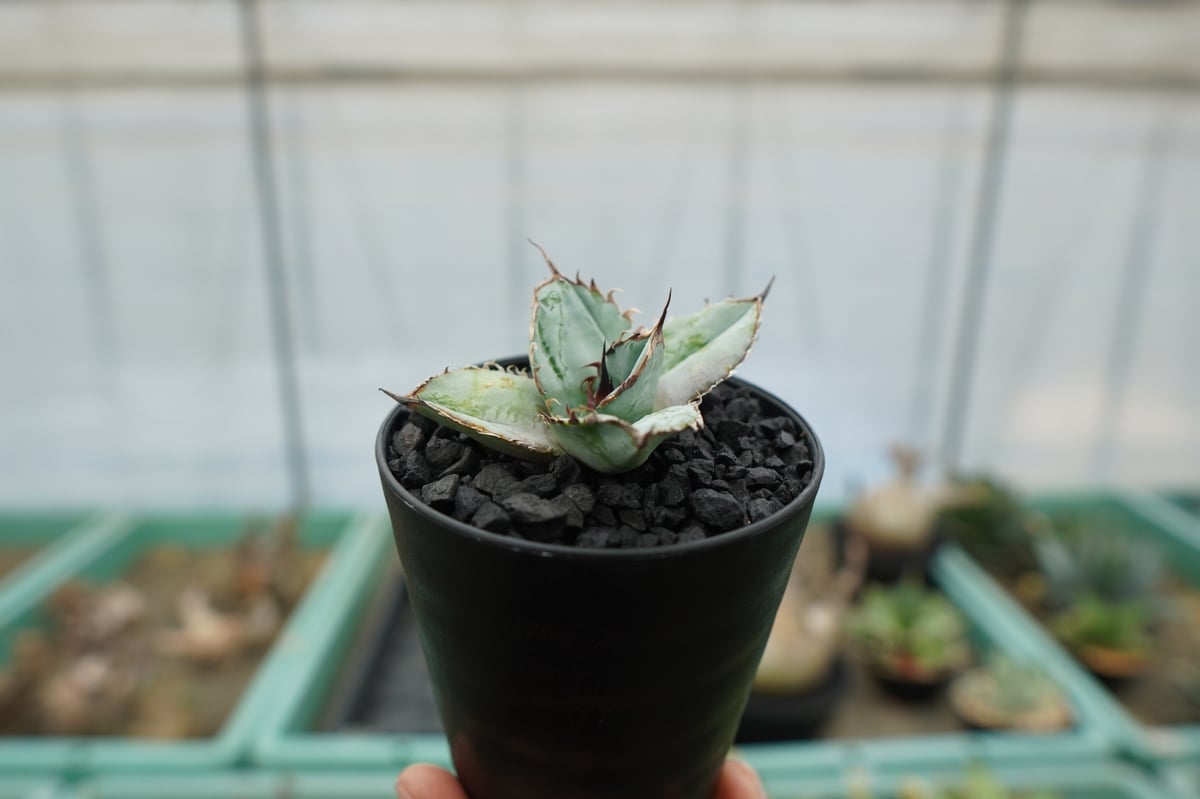 アガベ チタノタ ライオンズメーン Agave titanota Lion's Mane アガベ チタノタ ライオンズメーン Agave titanota Lion's Mane