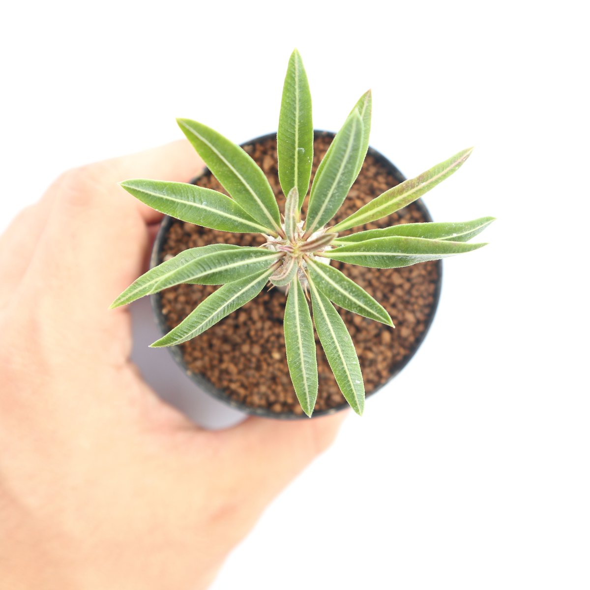 パキポディウム カクチペス 実生 | mana's green:塊根植物販売 パキポディウム カクチペス 実生 | mana's green:塊根植物販売