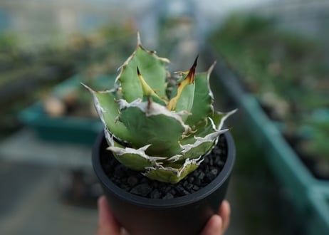 アガベ　チタノタ　FO-76　agave titanota  FO-76　No.3