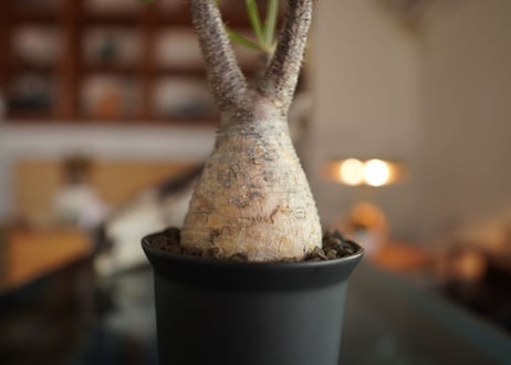 パキポディウム　グラキリス　 Pachypodium Gracilius