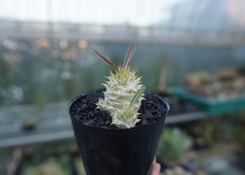 パキポディウム デンシフローラム Pachypodium densiflorum No.3