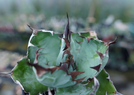 アガベ　チタノタ　 ブラックアンドブルー 　Agave titanota black and blue　No.1