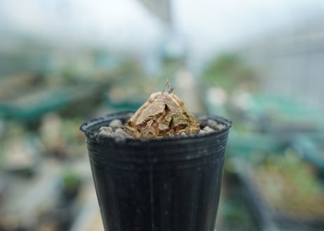 亀甲竜　Dioscorea elephantipes　No.5