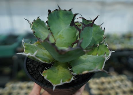 アガベ　チタノタ　黒鯨　Agave titanota black whales　No.2