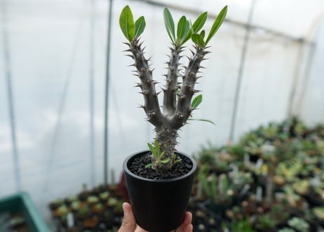 パキポディウム　デンシフローラム　Pachypodium densiflorum　No.6