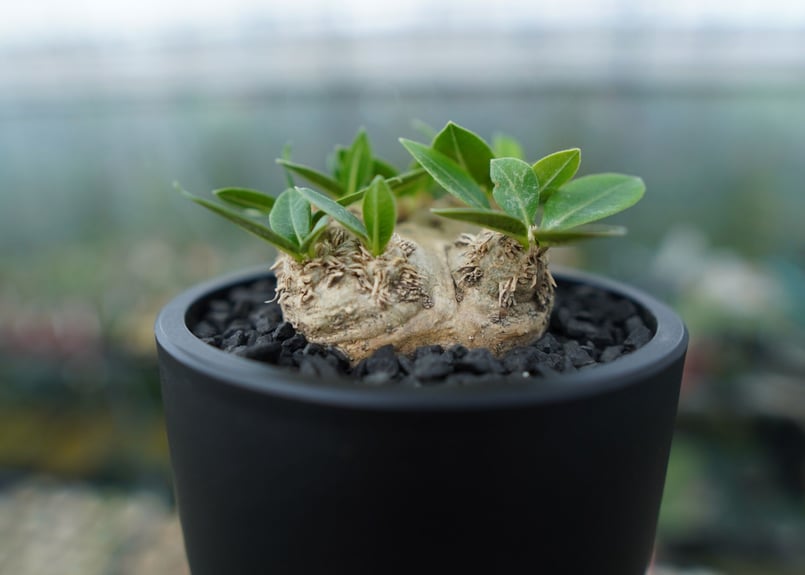 パキポディウム 恵比寿笑い Pachypodium brevicaule | mana's f
