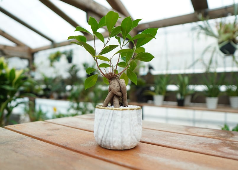 ガジュマル ガジュマル No.2 | mana's farm:塊根植物・アガベ・ドライガーデン植物