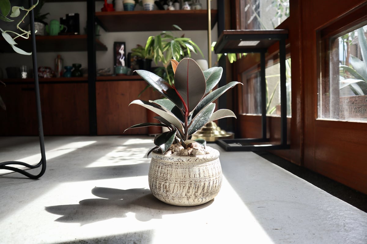 フィカス バーガンディ | mana's farm:塊根植物・アガベ・ドライ