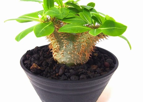 Pachypodium Densicaule パキポディウム　デンシカウレ　恵比寿大黒(実生)