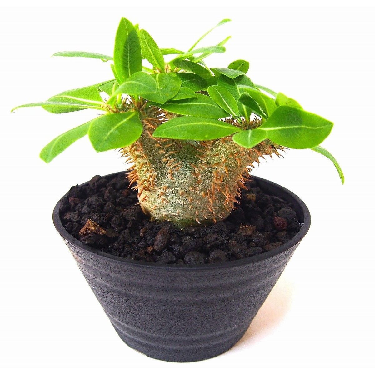 パキポディウム　恵比寿大黒　実生株　デンシカウレ パキポディウム・デンシカウレ 