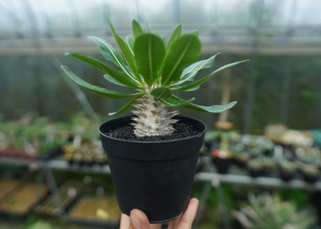 パキポディウム　恵比寿大黒　Pachypodium Densicaule　No.9