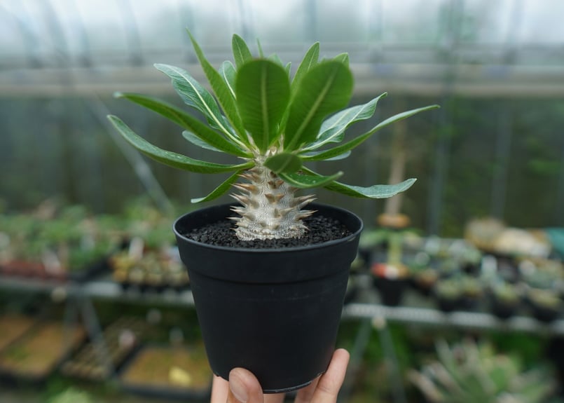 パキポディウム 恵比寿大黒 Pachypodium Densicaule No.9 | man