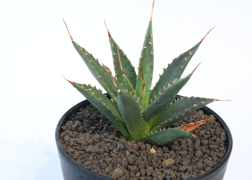 アガベ ユタエンシス ネバデンシス no.4 | mana's farm:塊根植物