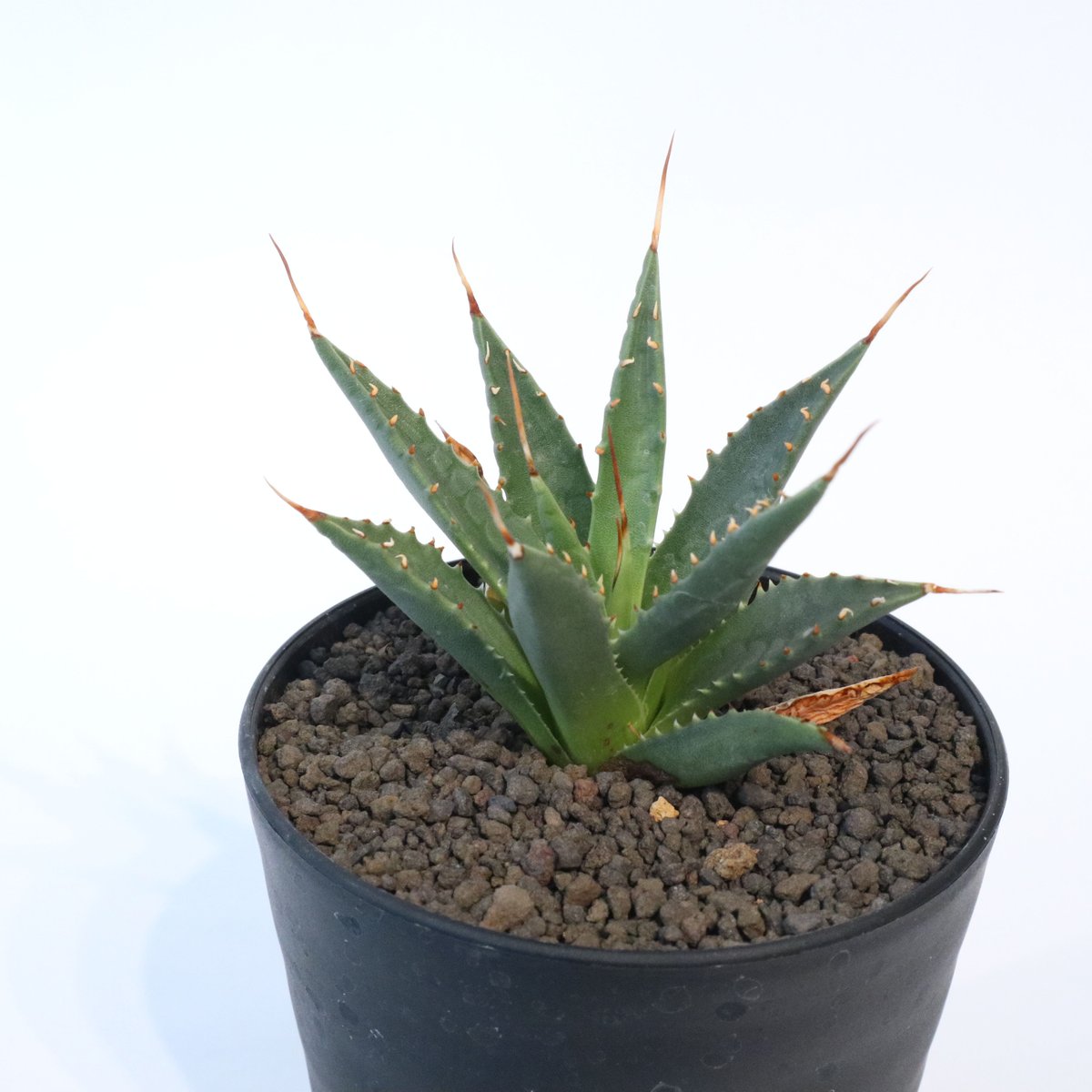 アガベ ユタエンシス ネバデンシス no.4 | mana's farm:塊根