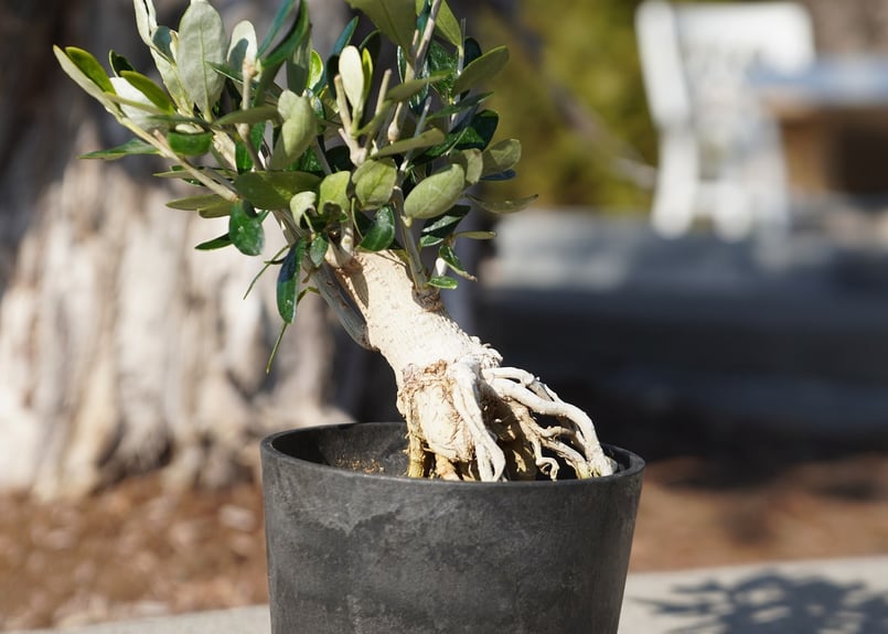 盆栽オリーブ 根上がり ルッカ | mana's farm:塊根植物・アガベ