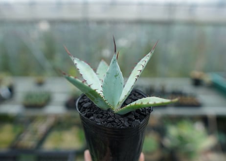 アガベ　屈原の舞扇 Agave 'Kutsugen no Maiougi'   No.1