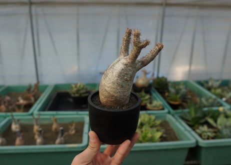 パキポディウム　グラキリス　 Pachypodium Gracilius  No.5