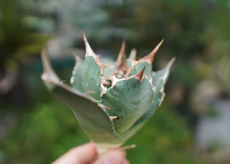 Agave titanota 白鯨 A NO.1