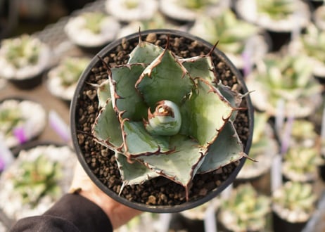 Agave titanota 'black and blue'【スタッフ一押し】　No.4