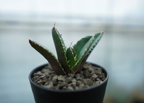 アガベ　チタノタ　鬼爪雪峰  Agave titanota “Onitsume Yukimine"　No.3