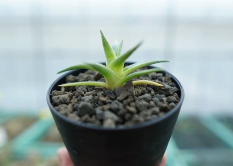 ディッキア　ムーングロー　Dyckia brevifolia  Moon Glow　No.1