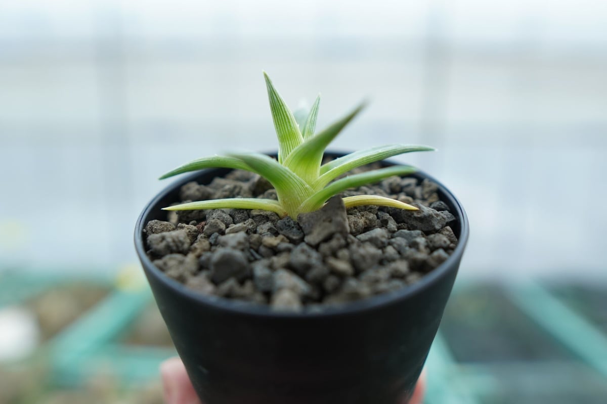ディッキア ムーングロー Dyckia brevifolia Moon Glow No.1