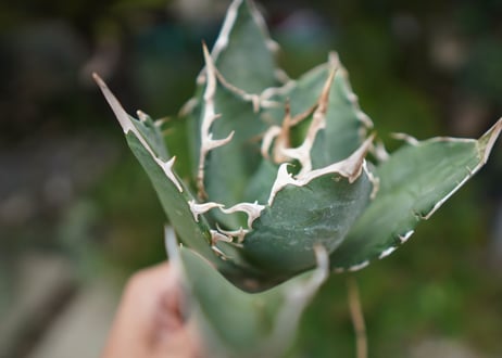 Agave titanota 白鯨 A NO.9