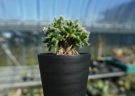 トリコディアデマ　デンサム　Trichodiadema densum  No.1