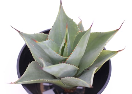 Agave sebastiana Silver Lining