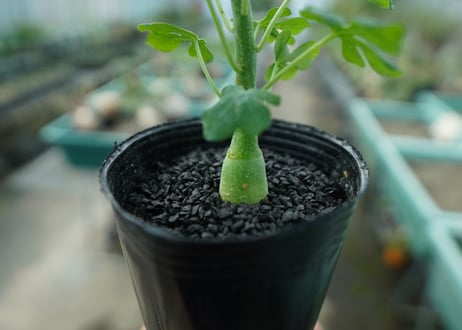 アデニア　グラウカ　Adenia glauca  No.2