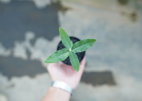 フォッケア　エデュリス　Fockea edulis