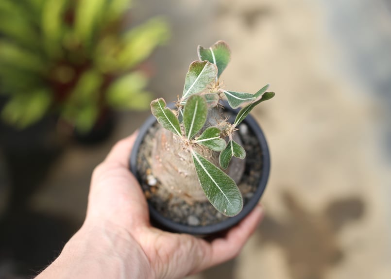 パキポディウム カクチペス | mana's farm:塊根植物・アガベ・ドライ