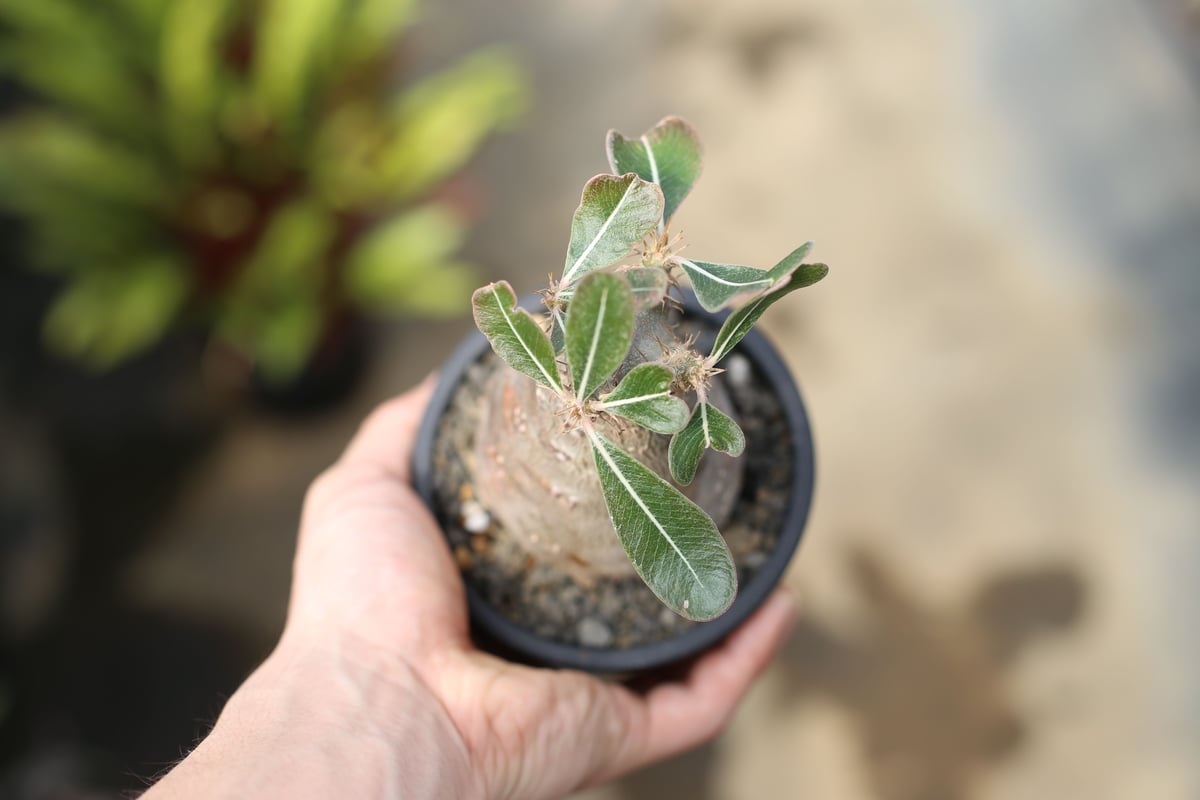 パキポディウム カクチペス | mana's farm:塊根植物・アガベ