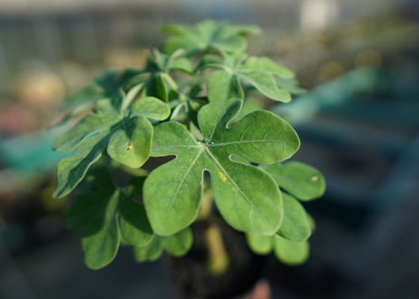アデニア　グラウカ　Adenia glauca  No.2