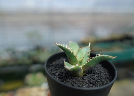 アガベ　チタノタ　FO-76　agave titanota  FO-76　No.5